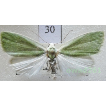 Earias clorana (Linnaeus, 1761) Slovakia30